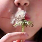 Blowing Flower